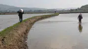Manyas ovasında çeltik mesaisi hız kazandı
