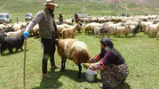 Yüksekova'da berivanlar gün ağarmadan yayla yoluna düşüyor