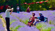 Balıkesir'de Lavanta Hasadı Festival Coşkusuyla Kutlandı