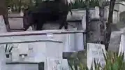 Karabük mezarlığında şaşırtan yaban domuzu sürprizi