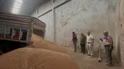 Koçarlı çiftçisi hasat dönemini açtı