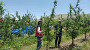 Niğde’de dolu yağışı tarlaları vurdu