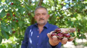 Tokat kirazında bu yıl bereket var ama fiyatlar üreticiyi düşündürüyor