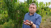 Tokatlı üreticinin kiraz umudu yağmurla birlikte toprağa karıştı