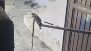 Adıyaman Besni'de garajda yılan paniği