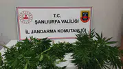 Jandarma Hilvan ve Halfeti’de zehir tacirlerine geçit vermedi