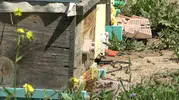 Arı sütünde kaliteyi artıran beslenme yöntemi bulundu