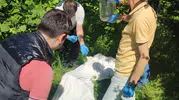 Fındığı kurtarmak için samuray arıları laboratuvarda üretiliyor