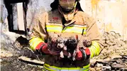 Turgutlu'da yangından kurtarılan köpek ve yavruları emin ellerde