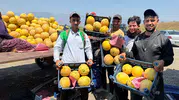 Amik Ovası’nda kavun hasadı başladı