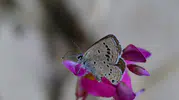Van'ın eşsiz kelebeği için acil koruma çağrısı