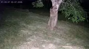 İspirde yaban hayvanları dut bahçelerini talan etti