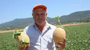 Bilecik’te kavun hasadı başladı Fiyat beklentisi yüksek
