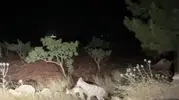 Halfeti yolunda şaşırtan sırtlan görüntüsü
