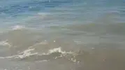 Bodrum denizinde sintine skandalı Savcılık geniş çaplı soruşturma başlattı