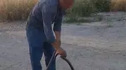 Malatyalı muhtar evlere giren yılanları eliyle yakalıyor