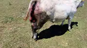 Samsun yaylalarında ayı korkusu üreticiyi bezdirdi