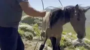 Emirdağ yaylalarındaki yılkı atlarına kaçak avcı tuzağı