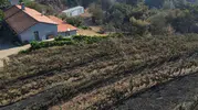 Gömeç'te büyük yangın felaketi 300 dönüm bağı yok etti