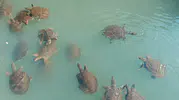 Antalya kıyılarındaki gizli tür yok olma tehlikesiyle karşı karşıya