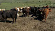 Bayburt'ta ithal sığırlar için sıkı sağlık taraması başladı