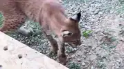 Edirne sınırında bagajda kaçak vahşi hayvan operasyonu
