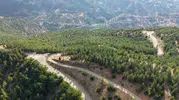 Adana'da yirmi yıl önce ekilen tohumlar ormana dönüştü