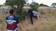 Bingöl yollarında tehlike saçan başıboş hayvanlara operasyon