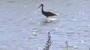 Çoruh Nehri kıyısında kara leyleğin avlanma taktikleri görüntülendi