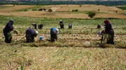Taşköprü sarımsağında hasat mesaisi kadınların omuzlarında yükseliyor