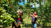 Bolu’da fındık hasadı öncesi rekolte hesapları tamamlandı