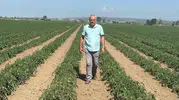 Sözleşmeli tarımda 20 milyon liralık hüsran