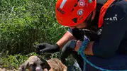 Siirt'te kuyuda mahsur kalan köpeğin imdadına AFAD yetişti