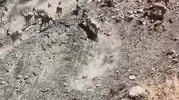 Palu yamaçlarında nadir görülen dağ keçisi sürüsü belirdi