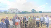 Kuşadalı kadınlar Isparta yolunda haşhaş hasadına katıldı