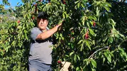 Balıkesir'de üreticinin kirazı dalında kaldı