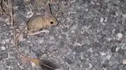 Elazığ kırsalında nadir görülen misafir