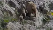Ovacık dağlarında şanslı karşılaşma