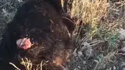 Seydişehir'de başıboş köpekler sürüsünden kopan keçiyi parçaladı
