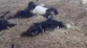 Bitlis'te yaylayı vuran yıldırım üreticiyi zarara uğrattı