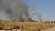Kamışlı kaynaklı yangın Nusaybin sınırında korkuttu: Alevler büyümeden söndürüldü