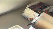 Siirtli kadının evindeki beklenmedik misafir oda kurdu