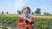 Bilecikli çiftçi hobi bahçesini dev çilek tarlasına dönüştürdü