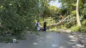 Florya’da asırlık ağaç park halindeki otomobili hurdaya çevirdi