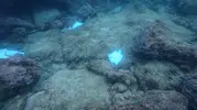 Antalya falezlerinde onlarca ölü vatoz bulundu
