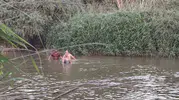 Aydın Büyük Menderes Nehrinde iki çocuk kayboldu