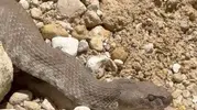 Tunceli'de bahçesine yılan giren vatandaş sakinliğini korudu
