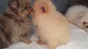 Kapıkule sınırında gizli bölmede 5 yavru köpek yakalandı