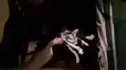 Diyarbakırda alevlerin arasından kurtarılan kedi hayata döndü