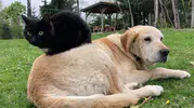 Düzce kedi ve köpek maması ihracatında vites yükseltti